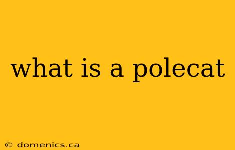 what is a polecat