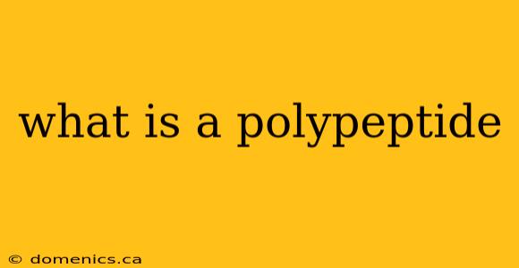 what is a polypeptide