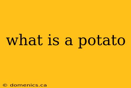 what is a potato