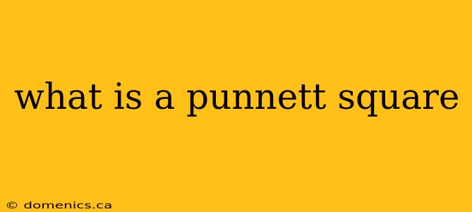 what is a punnett square