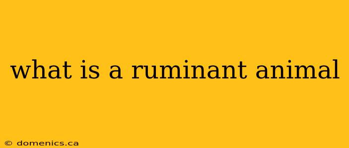 what is a ruminant animal