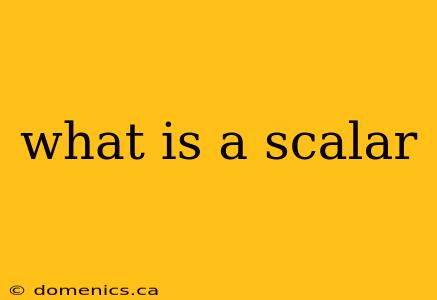 what is a scalar