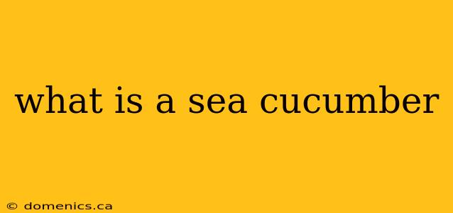 what is a sea cucumber