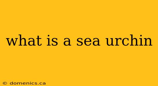 what is a sea urchin