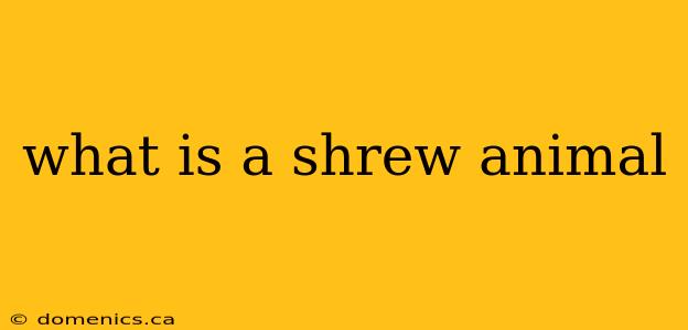 what is a shrew animal