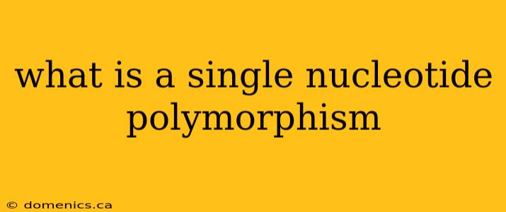 what is a single nucleotide polymorphism