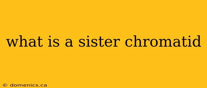 what is a sister chromatid