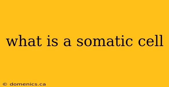 what is a somatic cell