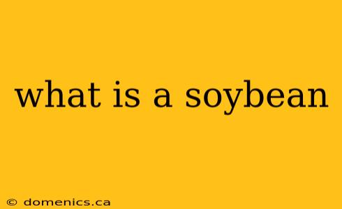 what is a soybean