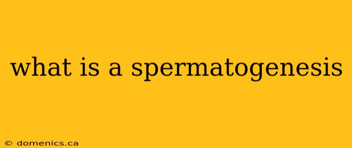 what is a spermatogenesis