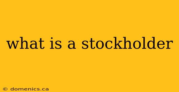 what is a stockholder