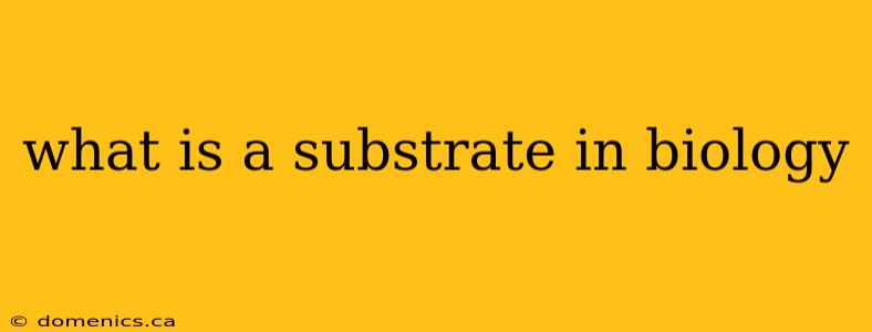 what is a substrate in biology