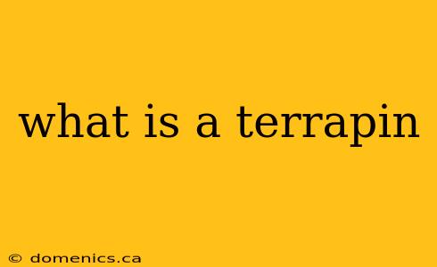 what is a terrapin