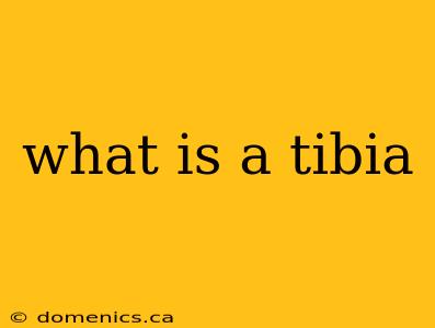 what is a tibia