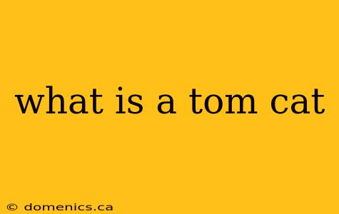 what is a tom cat