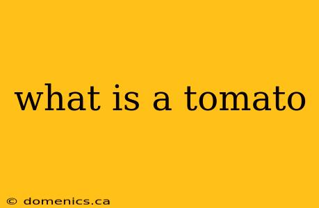 what is a tomato