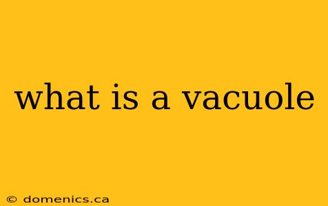 what is a vacuole