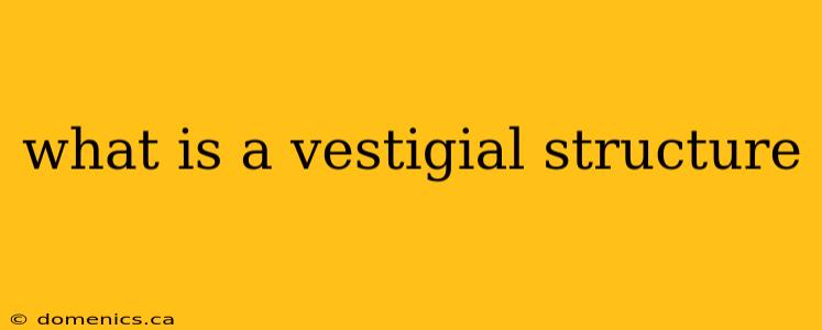 what is a vestigial structure