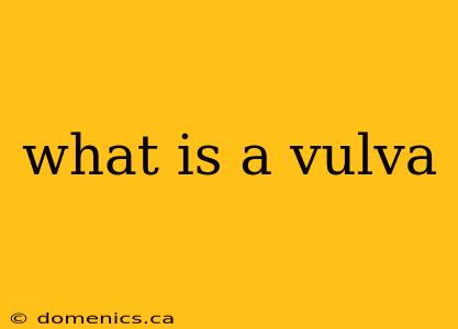 what is a vulva