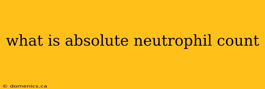 what is absolute neutrophil count