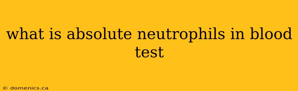 what is absolute neutrophils in blood test