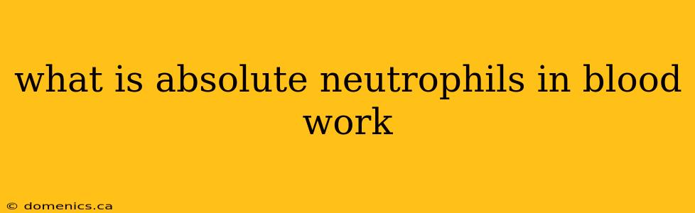 what is absolute neutrophils in blood work