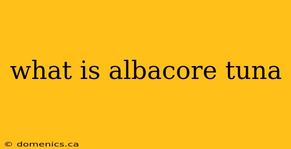 what is albacore tuna