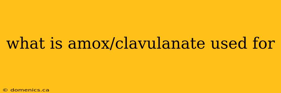 what is amox/clavulanate used for