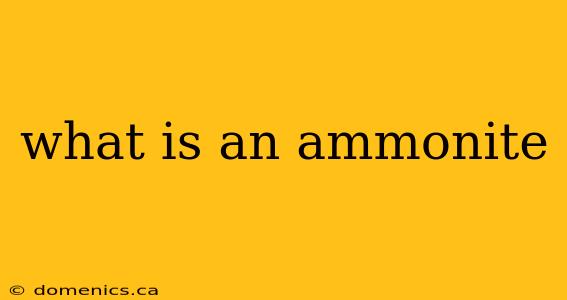 what is an ammonite