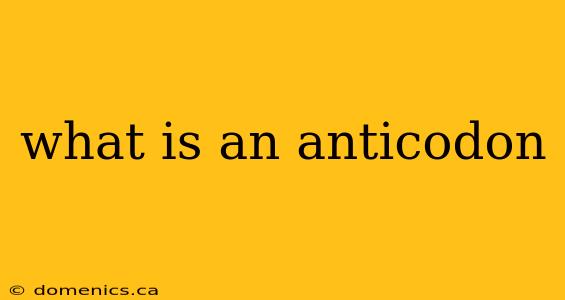 what is an anticodon