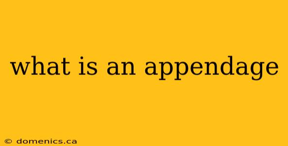 what is an appendage