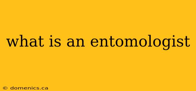 what is an entomologist