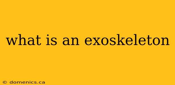 what is an exoskeleton