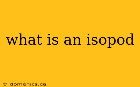 what is an isopod