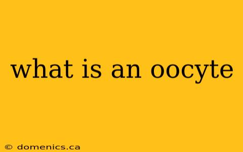 what is an oocyte