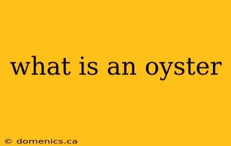 what is an oyster