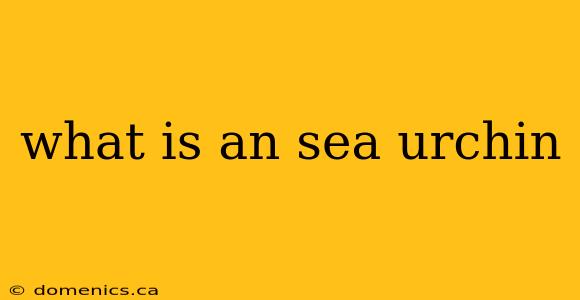 what is an sea urchin