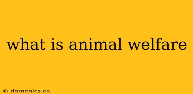 what is animal welfare