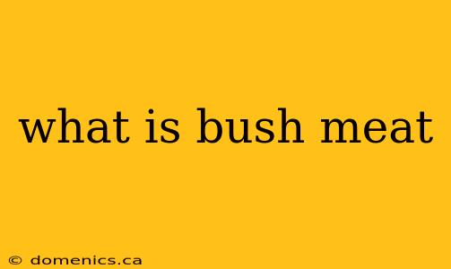 what is bush meat