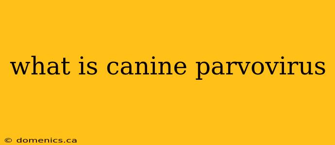 what is canine parvovirus