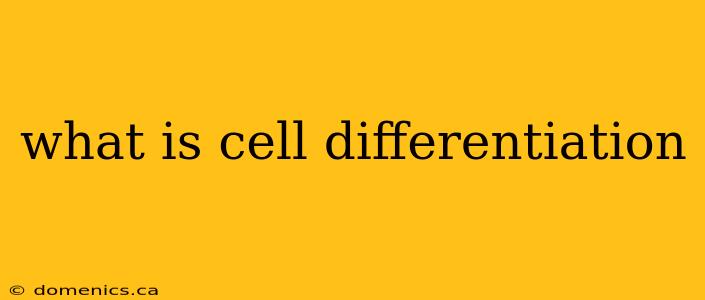 what is cell differentiation