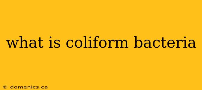 what is coliform bacteria