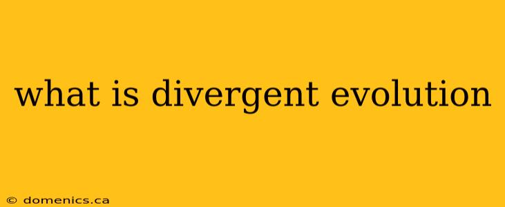 what is divergent evolution