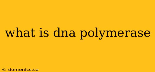 what is dna polymerase