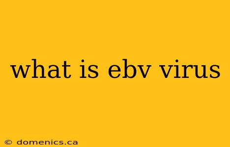 what is ebv virus