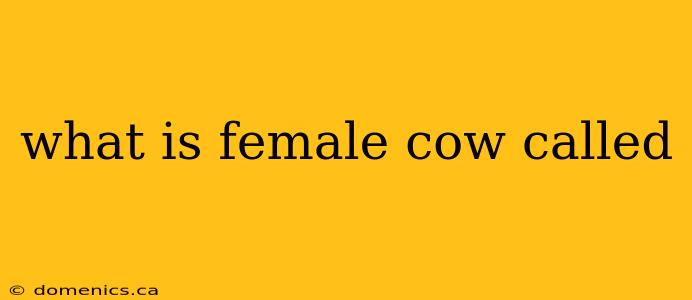 what is female cow called