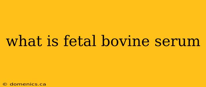 what is fetal bovine serum