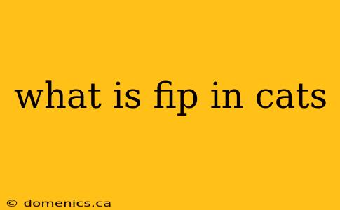 what is fip in cats