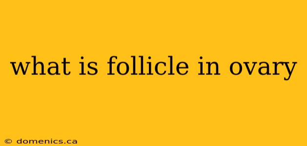 what is follicle in ovary