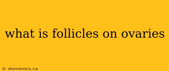 what is follicles on ovaries